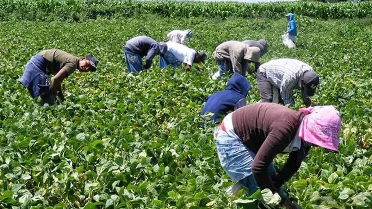 MUJERES CAMPO